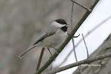 Chickadee 0057.jpg 3-26-06.jpg