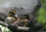 baby mallard ducks 2196 4-25-06.jpg