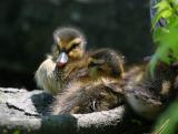 baby ducks mallard 2186 4-25-06.jpg
