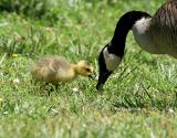 baby goose and adult 0219 5-13-06.jpg