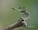 dragonfly 0006 7-1-06.jpg