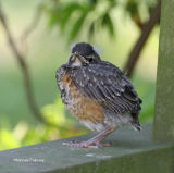 baby robin 0308 5-21-06.jpg