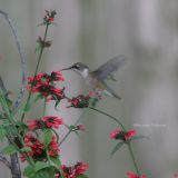 hummingbird 0021 7-24-06.jpg