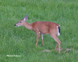 deer 0203 6-19-06.jpg