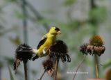 goldfinch male 0294 8-5-06.jpg