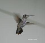 hummingbird juvie 0010 8-17-06.jpg