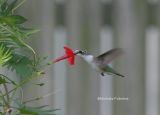 female hummer 0040 9-10-06.jpg