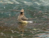 cedar waxwing 0166 4-11-07.jpg