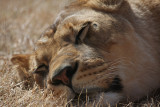 lion mom resting 0415 2-3-08.jpg