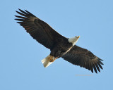 eagle flight 0159  2-9-08.jpg