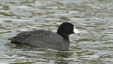 coot 0259 2-2-08.jpg