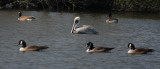 pelican  geese 3-1-08.jpg
