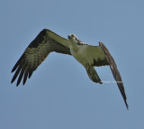 osprey 0407 5-2-08.jpg