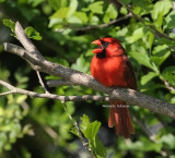 male cardinal 0361 5-2-08.jpg