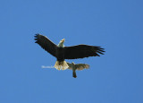 eagle  coopers hawk 0198 5-22-08.jpg
