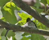 hummingbird in nest  0099 5-26-08.jpg