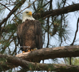 eagle male 0075 2 5-31-08.jpg