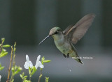 ruby throated hummingbird 0031 2.jpg