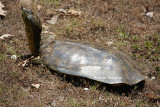 spiny soft shelled turtle 0345 2 6-1-08.jpg