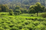 Tea field in Hangzhou