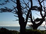 Oceanside Pines