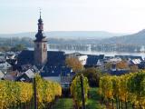 Vineyard on the Bank of Rhine