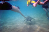 Sea Turtle-1.jpg