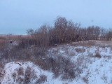 Deer Pasture 1 with Moose Dec 24 20008.jpg
