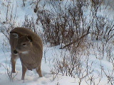 Deer10Jan05-09.jpg