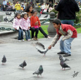 2009_01_30 Arequipa Plaza De Armas Pigeons