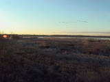 2010_11_09 Geese Heading South-elke.jpg