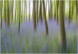 Bluebells 6 - Pastorale