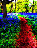 Bluebells 12  Finale