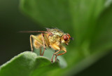 180mm Canon macro.