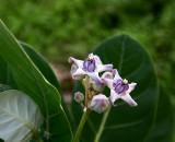 4. Apocynaceae