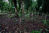 Recent planting of kava. Piper methysticum (Piperaceae)IMG_1601.jpg