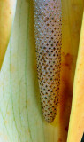 Giant swamp taro flower IMG_1745-1.jpg