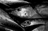 Skipjack tuna. Ellens Market.  L1007912.jpg