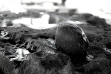 Rock surface and a pounding rock used to make sakau. L1008194.jpg