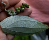 Affected black pepper plant. Piper nigrum L. IMG_7310.jpg
