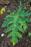 8. Papaya leaf. Reason for the stressed areas?  IMG_7722.jpg