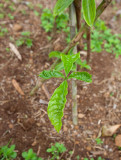 7. Coffe plant, this has been planted for one month.  IMG_7750.jpg
