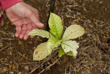 3. A coffee plant one month old showing stress.  IMG_4609.jpg