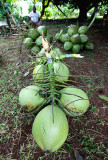 Some of the many coconuts. IMG_7767.jpg