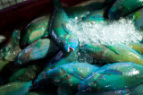 Reef fish in Ellens market. L1009757.jpg