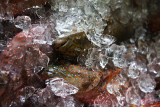 Iced. IMG_0669.jpg
