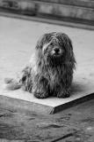 Pooch in the rain. Jishou City, China