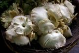 Oyster mushrooms in the outdoor market Jishou University.jpg