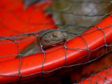 Softshell turtle waiting for the butchers knife. Jishou City China.