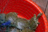 Softshell turtle in market place. Jishou City, China.